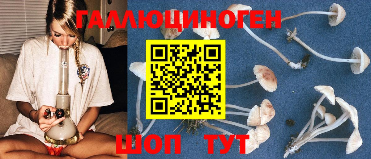 Галлюциногенные грибы Psilocybine cubensis Алексин